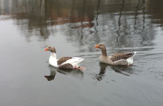 Patos en Lago Pontiñas Lalin